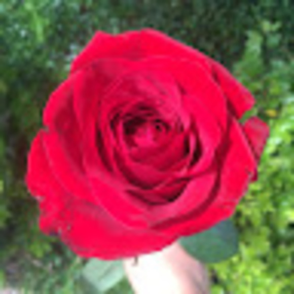 Meet your Posher, Elizabeth - Picture 1 of 1